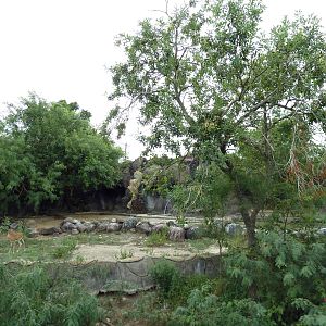White-Tailed Deer Exhibit