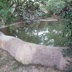 Saltwater Crocodile Pool