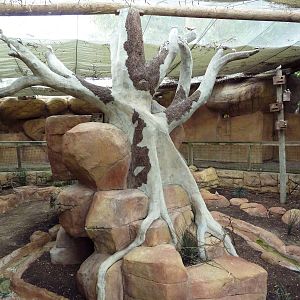 Indo-Australia Bird Walkabout