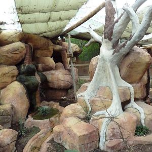 Indo-Australia Bird Walkabout