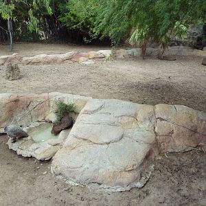 Western Grey Kangaroo Exhibit
