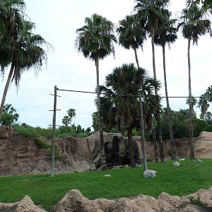 White-Handed Gibbon Exhibit
