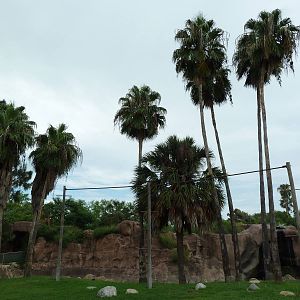 White-Handed Gibbon Exhibit