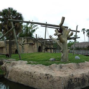 Orangutan Exhibit