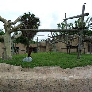 Orangutan Exhibit