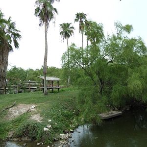 Ring-Tailed Lemur Exhibit