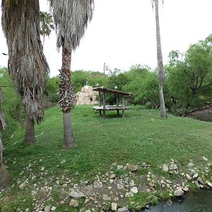 Ring-Tailed Lemur Exhibit