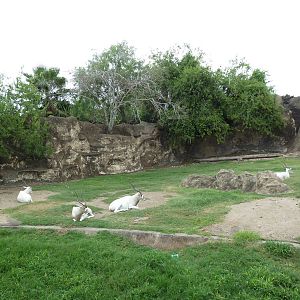 Addax Exhibit