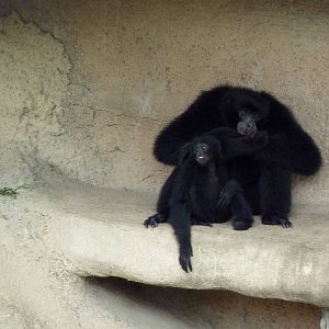 Siamangs