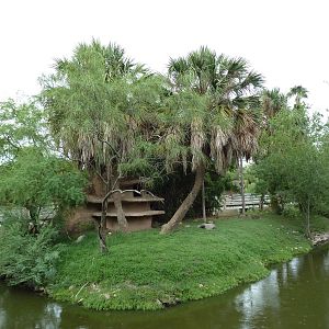 Mueller's Gibbon Exhibit