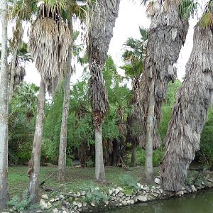 Ring-Tailed Lemur Exhibit