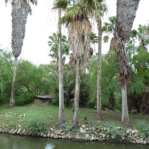 Ring-Tailed Lemur Exhibit