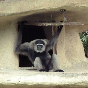 Mueller's Gibbon