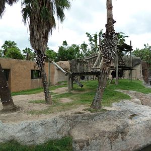 Chimpanzee Exhibit