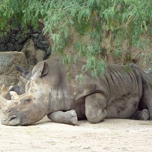 White Rhinos