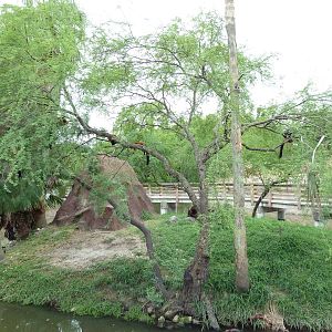 Red Ruffed Lemur Exhibit