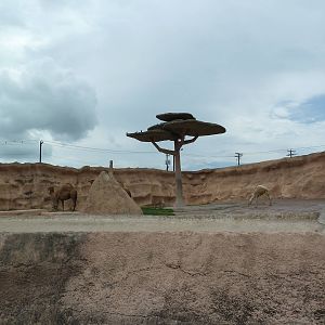 Dromedary Exhibit (Old Elephant Enclosure)