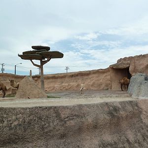 Dromedary Exhibit (Old Elephant Enclosure)