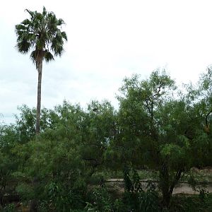 Sable Antelope Exhibit