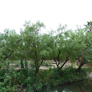 Sable Antelope Exhibit