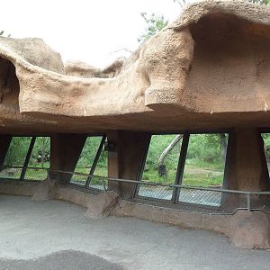 African Wild Dog Exhibit