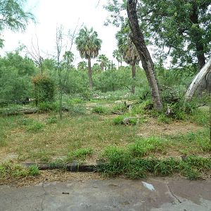 African Wild Dog Exhibit