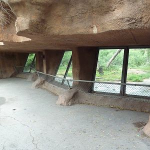 African Wild Dog Exhibit