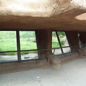 Lion Exhibit