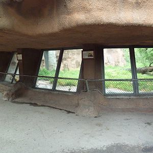 Lion Exhibit