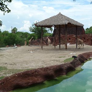 Reticulated Giraffe/Addra Gazelle Exhibit