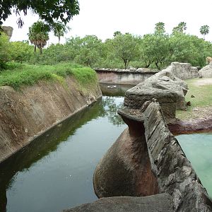 Reticulated Giraffe/Addra Gazelle + Lion Exhibits - Moat