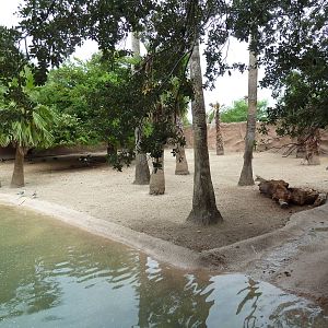 Bongo/Crowned Crane/Yellow-Backed Duiker Exhibit
