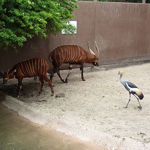 Bongo/Crowned Crane/Yellow-Backed Duiker Exhibit