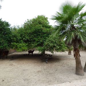 Bongo/Crowned Crane/Yellow-Backed Duiker Exhibit