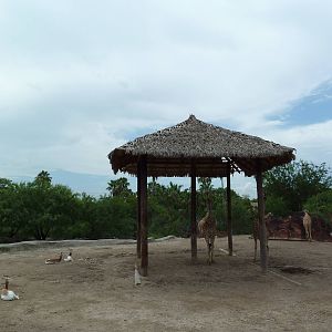 Reticulated Giraffe/Addra Gazelle Exhibit