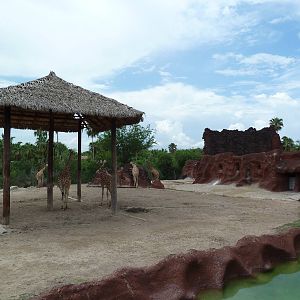 Reticulated Giraffe/Addra Gazelle Exhibit