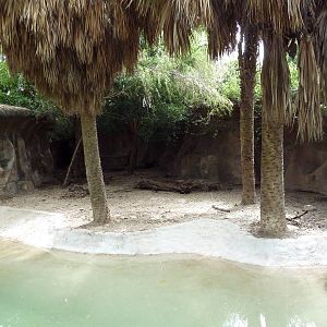 Yellow-Backed Duiker Exhibit
