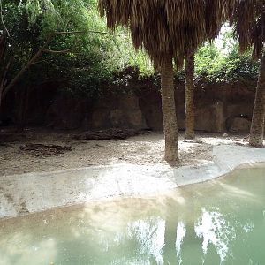 Yellow-Backed Duiker Exhibit