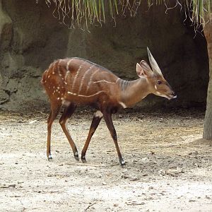 Harnessed Bushbuck