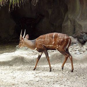 Harnessed Bushbuck