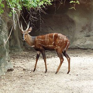 Harnessed Bushbuck