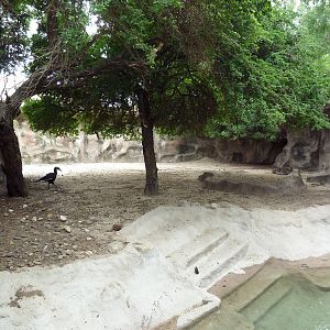 Leadbeater's Ground Hornbill Exhibit