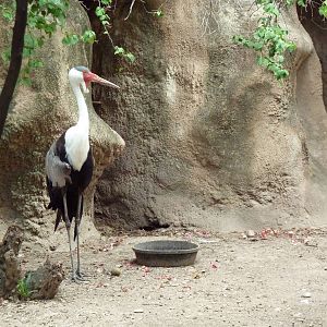 Wattled Crane