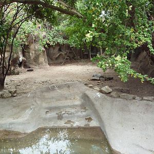 Wattled Crane Exhibit