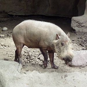Bornean Bearded Pig