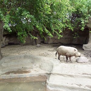 Bornean Bearded Pig Exhibit
