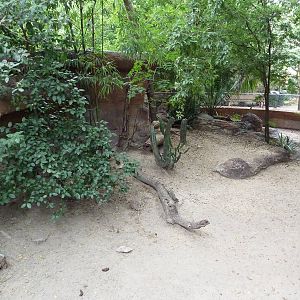 Cuvier's Dwarf Caiman/Red-Footed Tortoise Exhibit