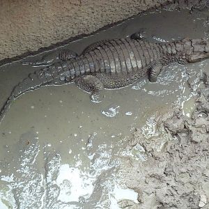 Cuvier's Dwarf Caiman