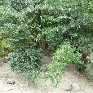 Cuvier's Dwarf Caiman/Red-Footed Tortoise Exhibit