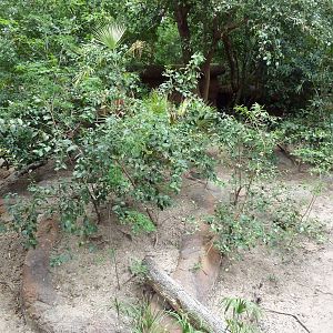 Cuvier's Dwarf Caiman/Red-Footed Tortoise Exhibit